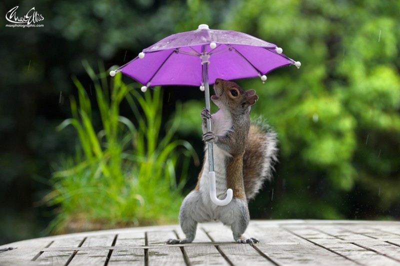 Squirrel with a tiny umbrella photo