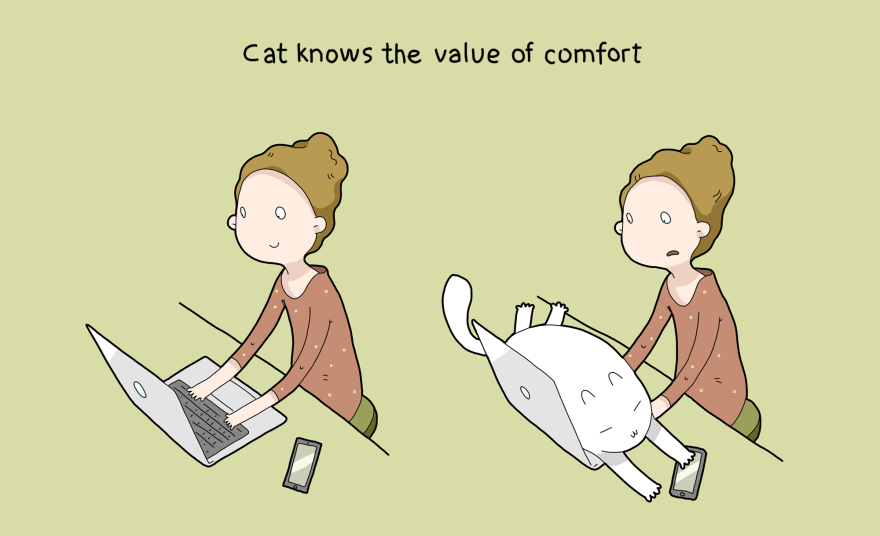 10 advantages of having a cat