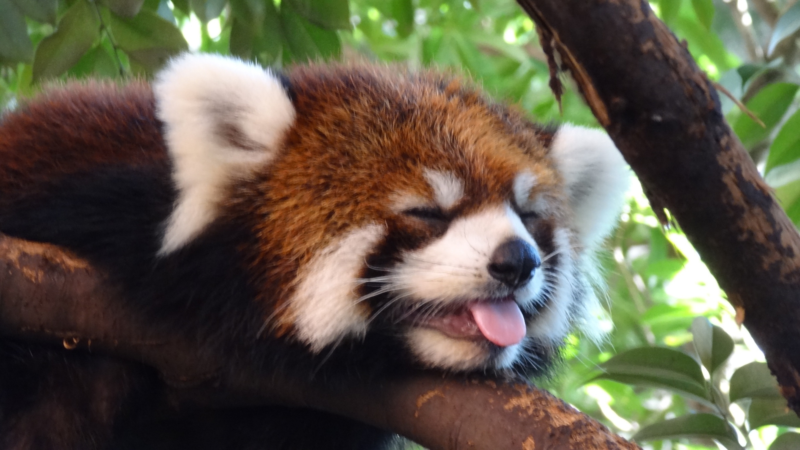 Red panda