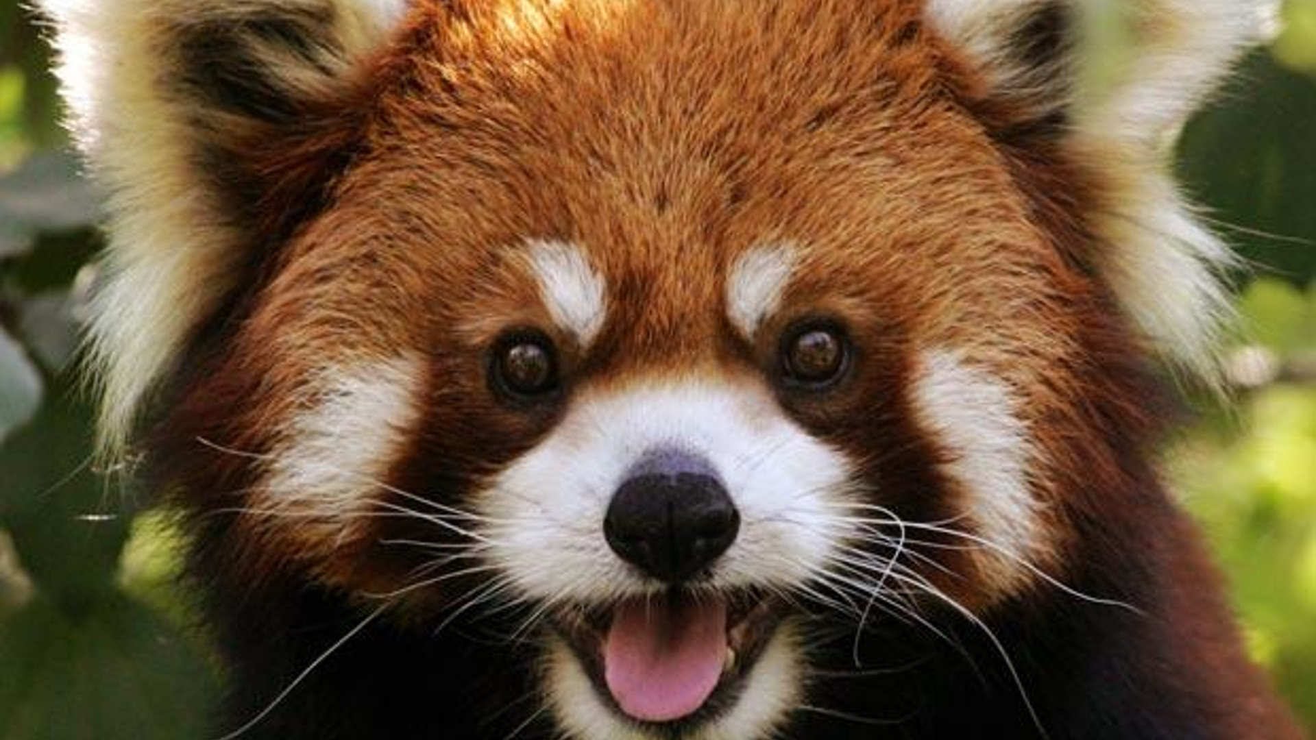 Red panda