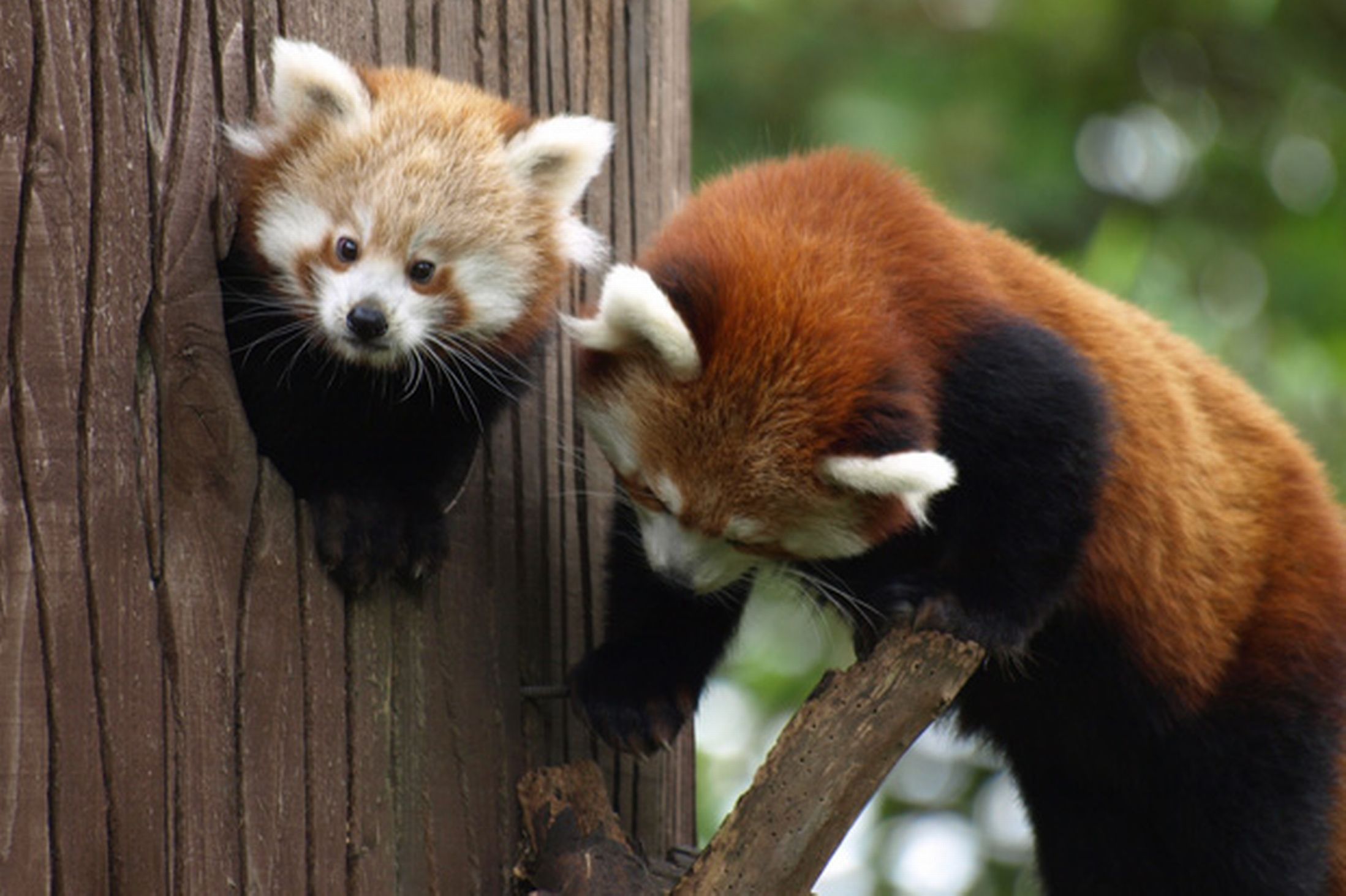 Red panda