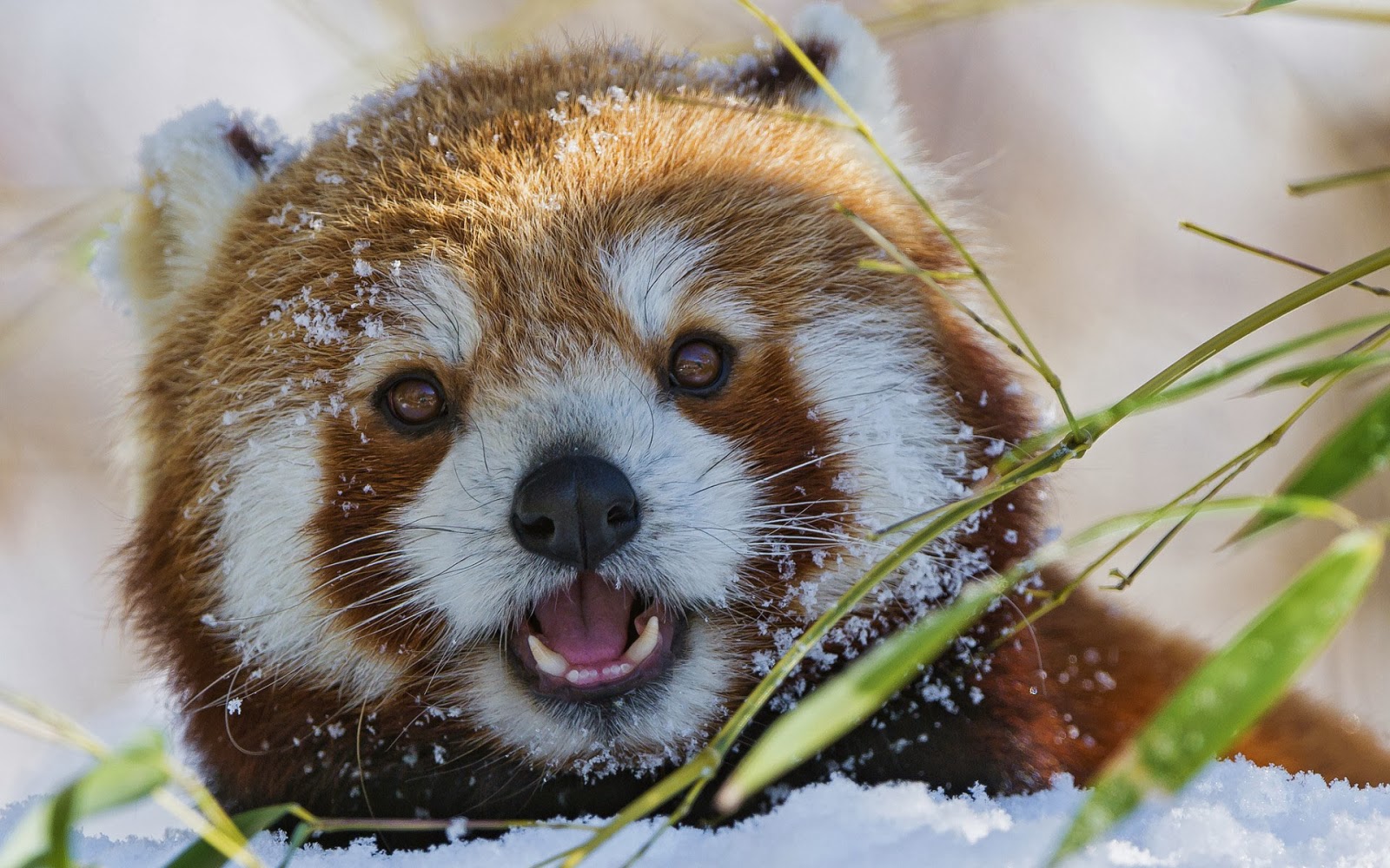 Red panda