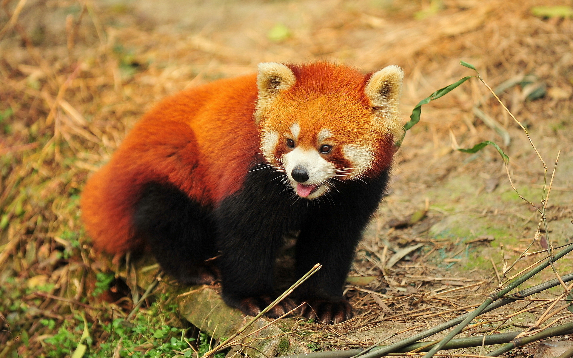 Red panda