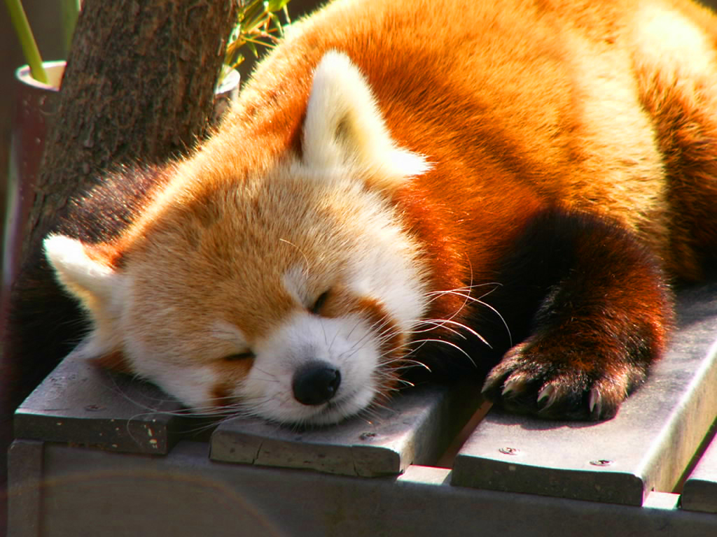 Red panda