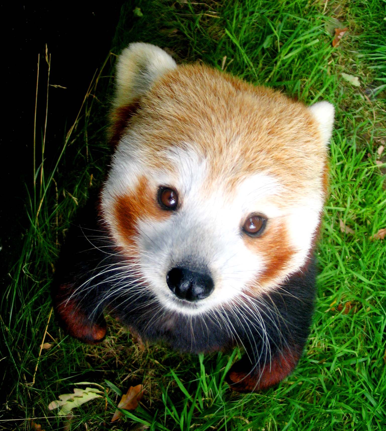 Red panda