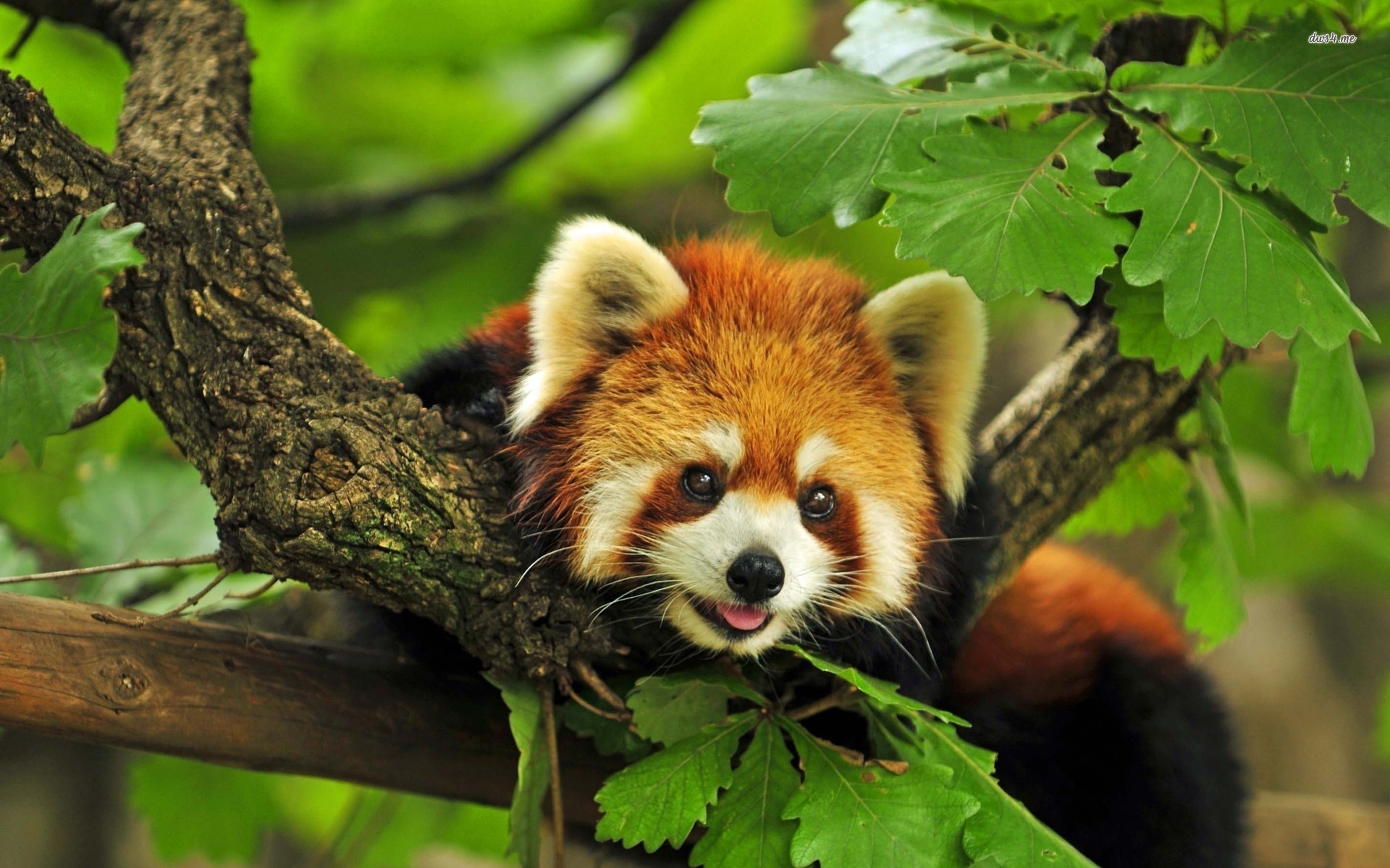 Time to sneak in a red panda