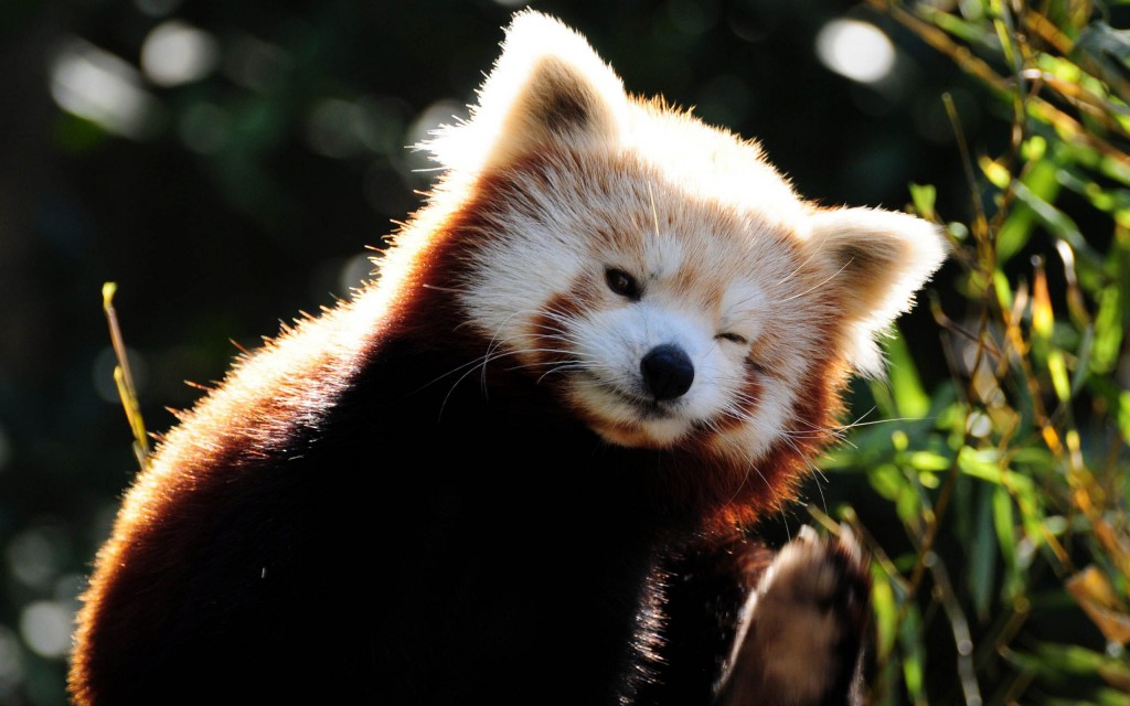 Red panda