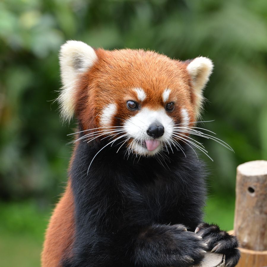 Red panda