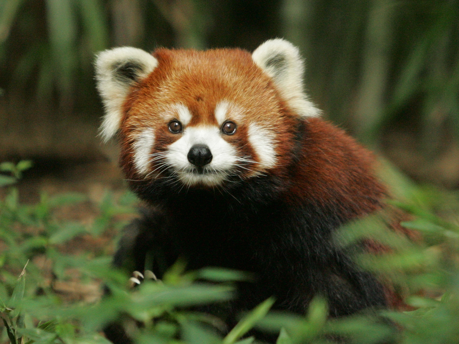 Red panda