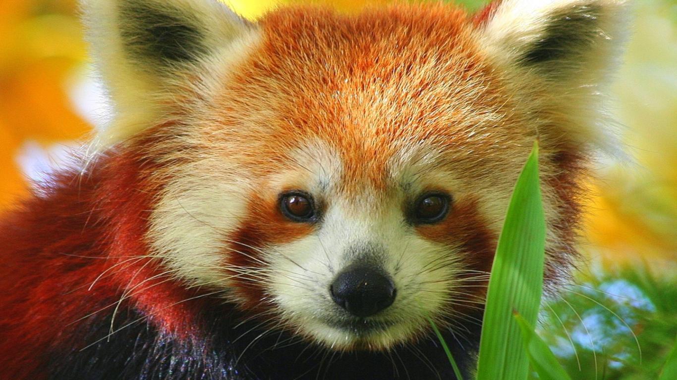 Red panda