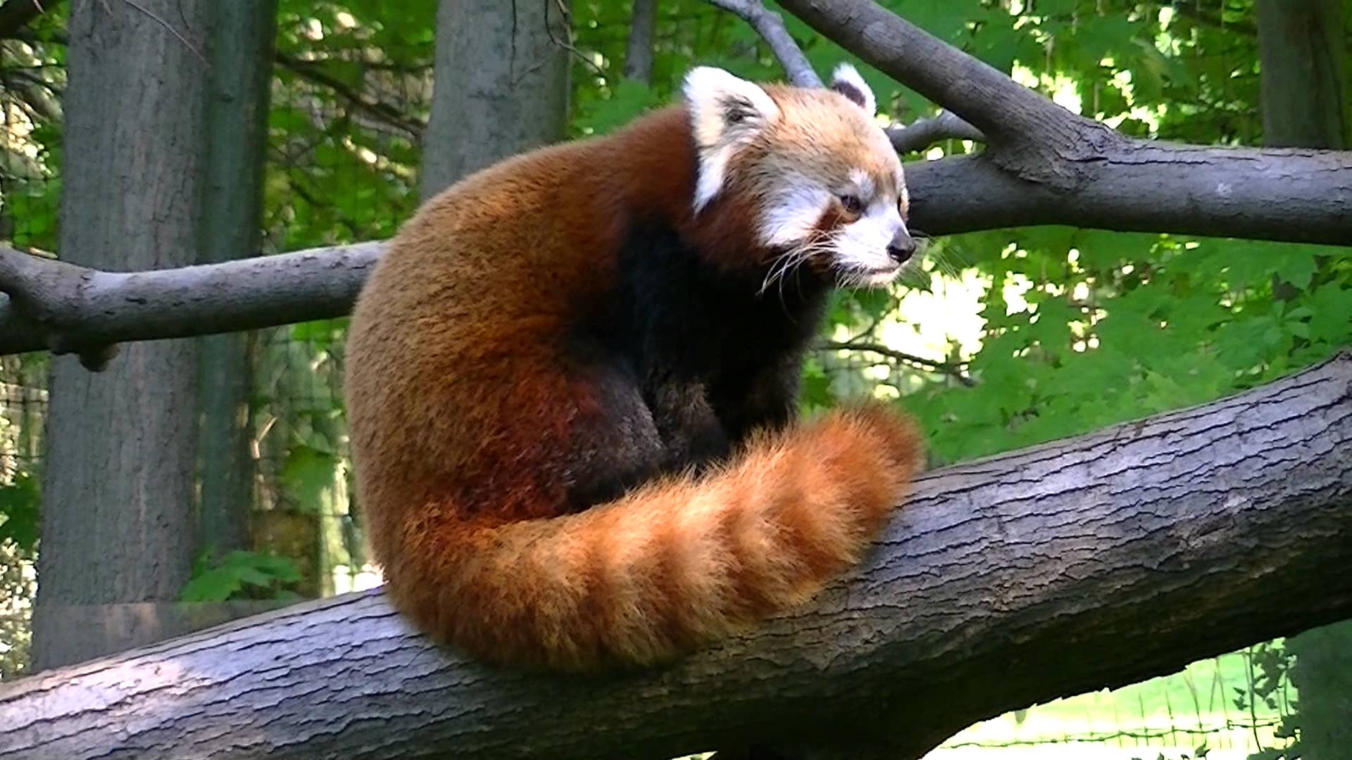 Red panda