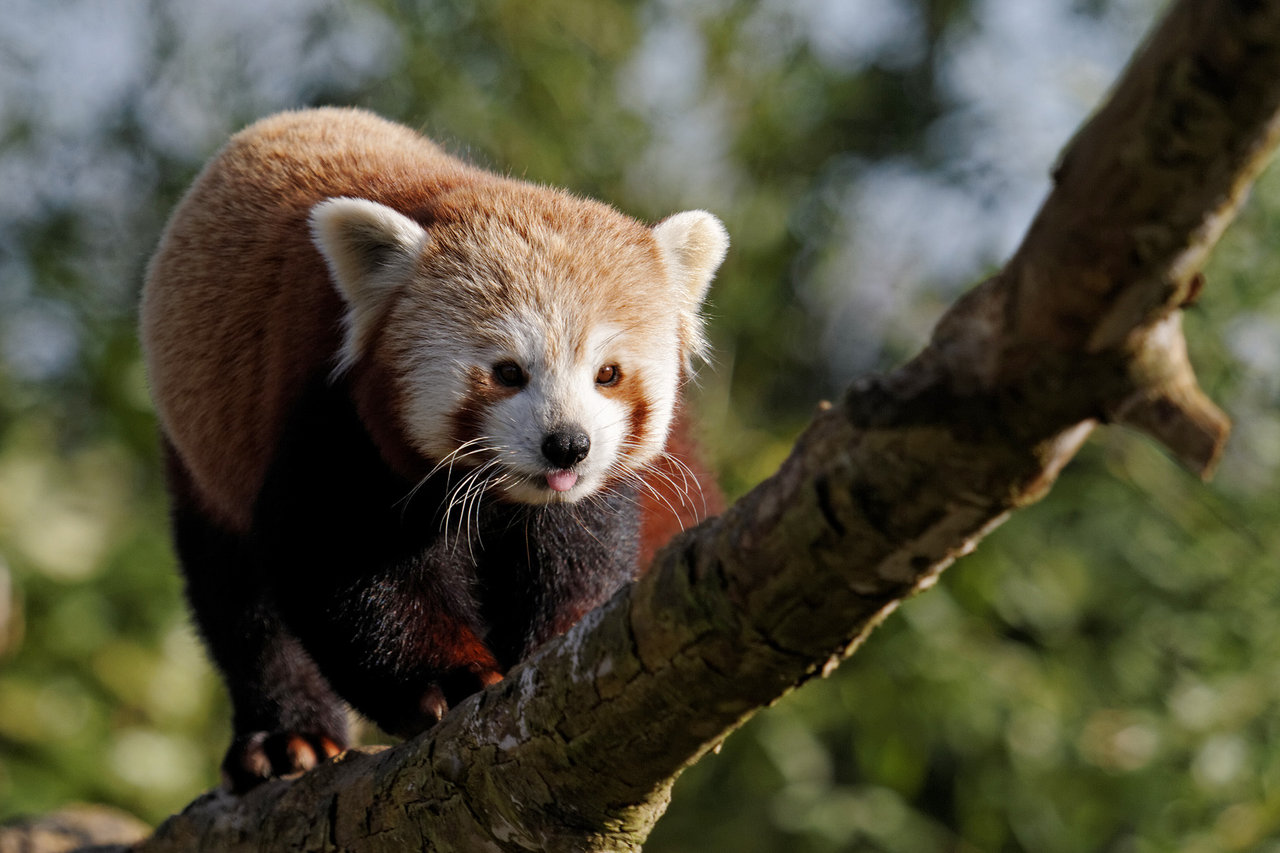 Red panda