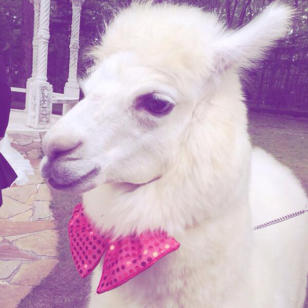 Alpaca as a witness at the wedding