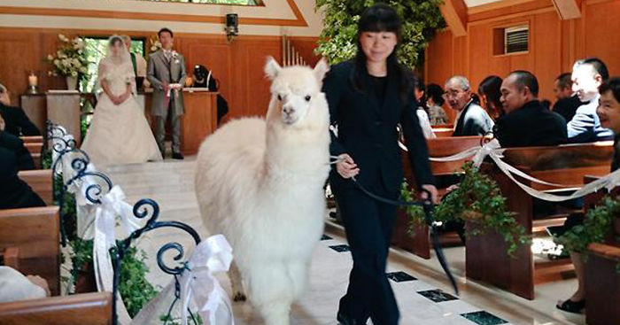 Alpaca as a witness at the wedding