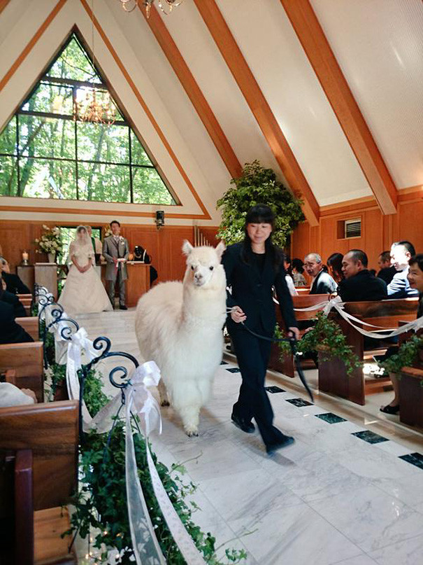 Alpaca as a witness at the wedding