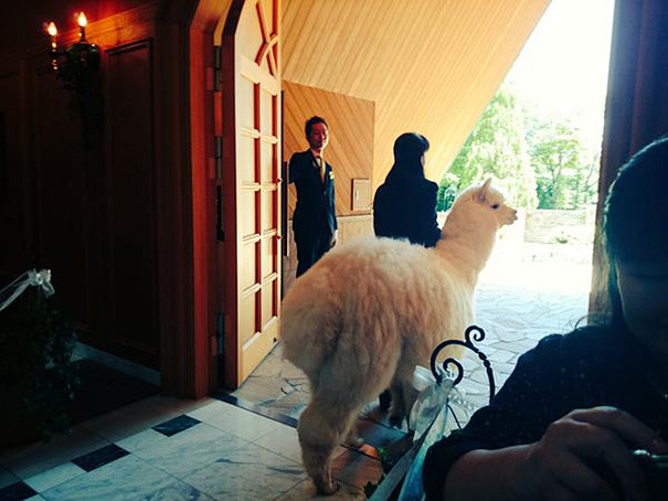 Alpaca as a witness at the wedding