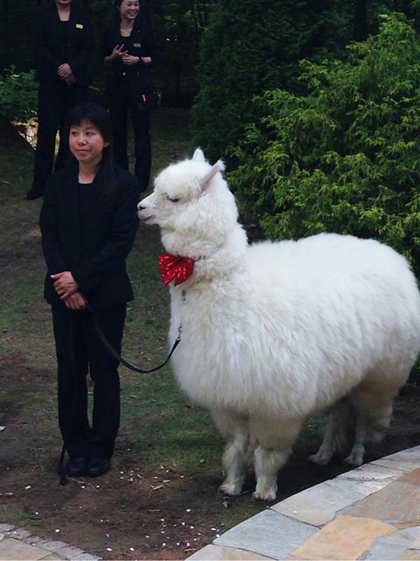 Alpaca as a witness at the wedding