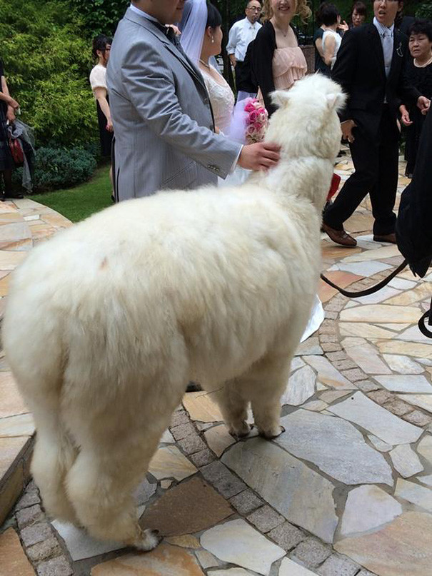 Alpaca as a witness at the wedding