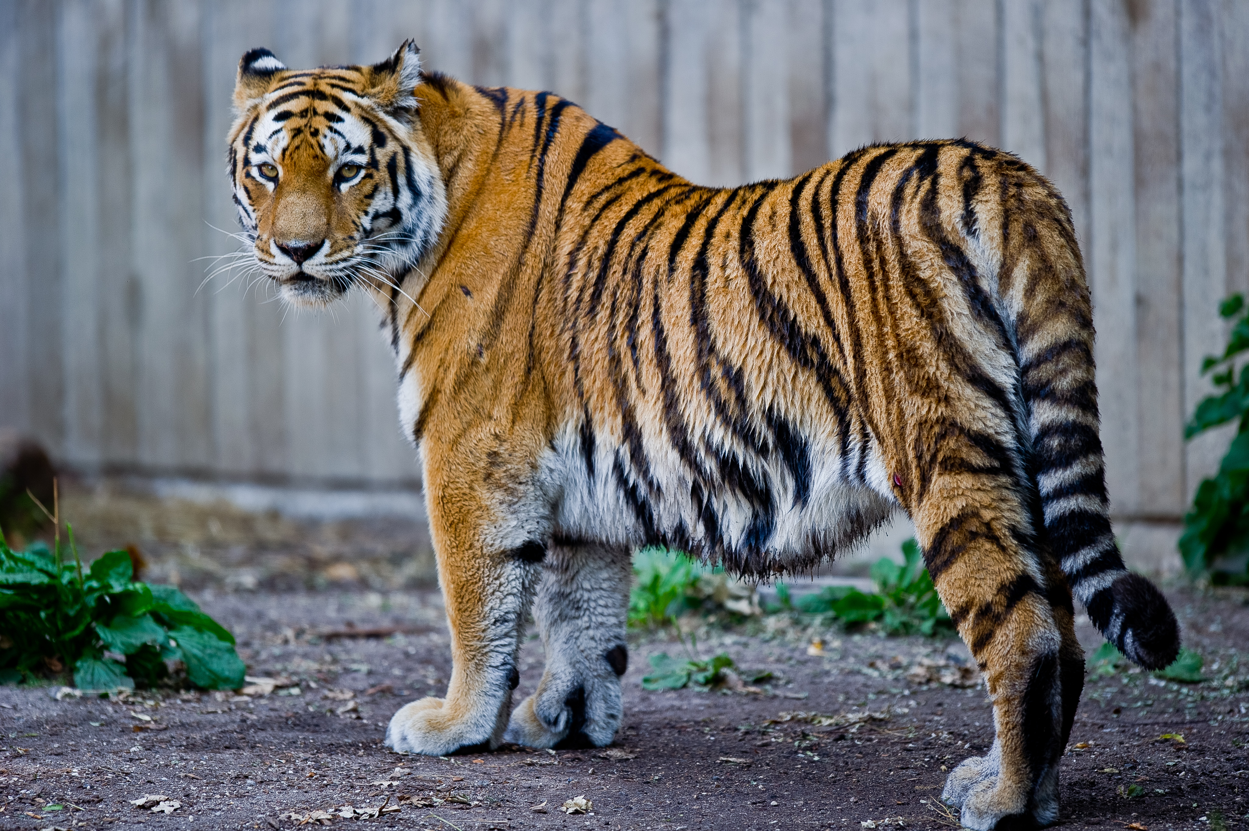 Copenhagen Zoo