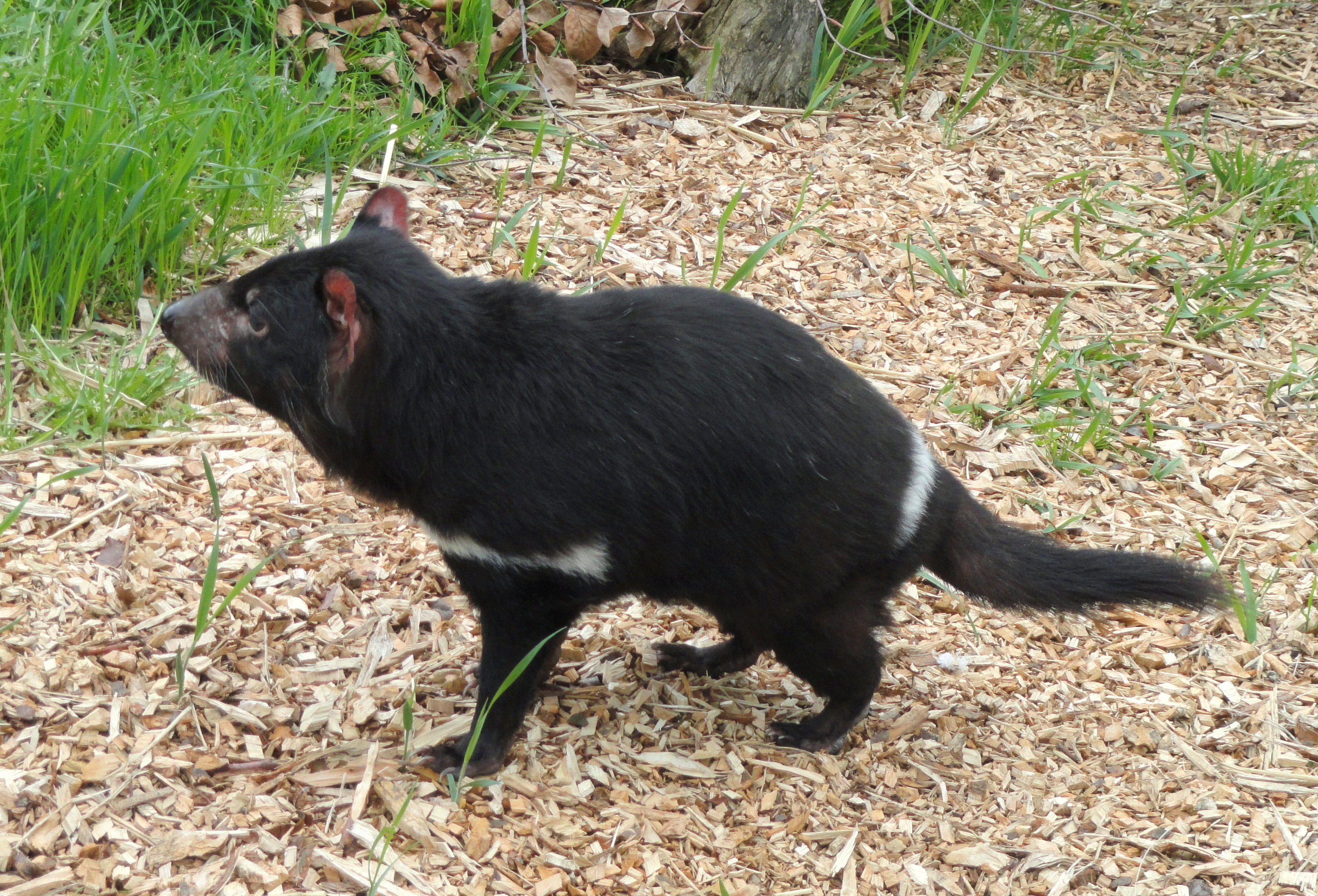 Copenhagen Zoo