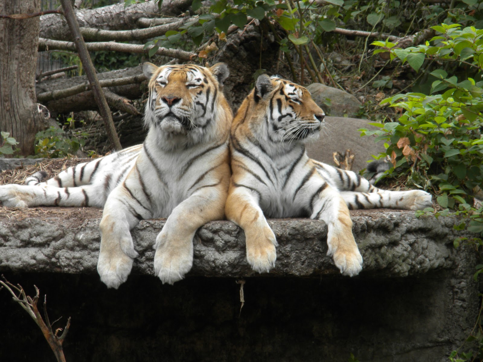 Copenhagen Zoo