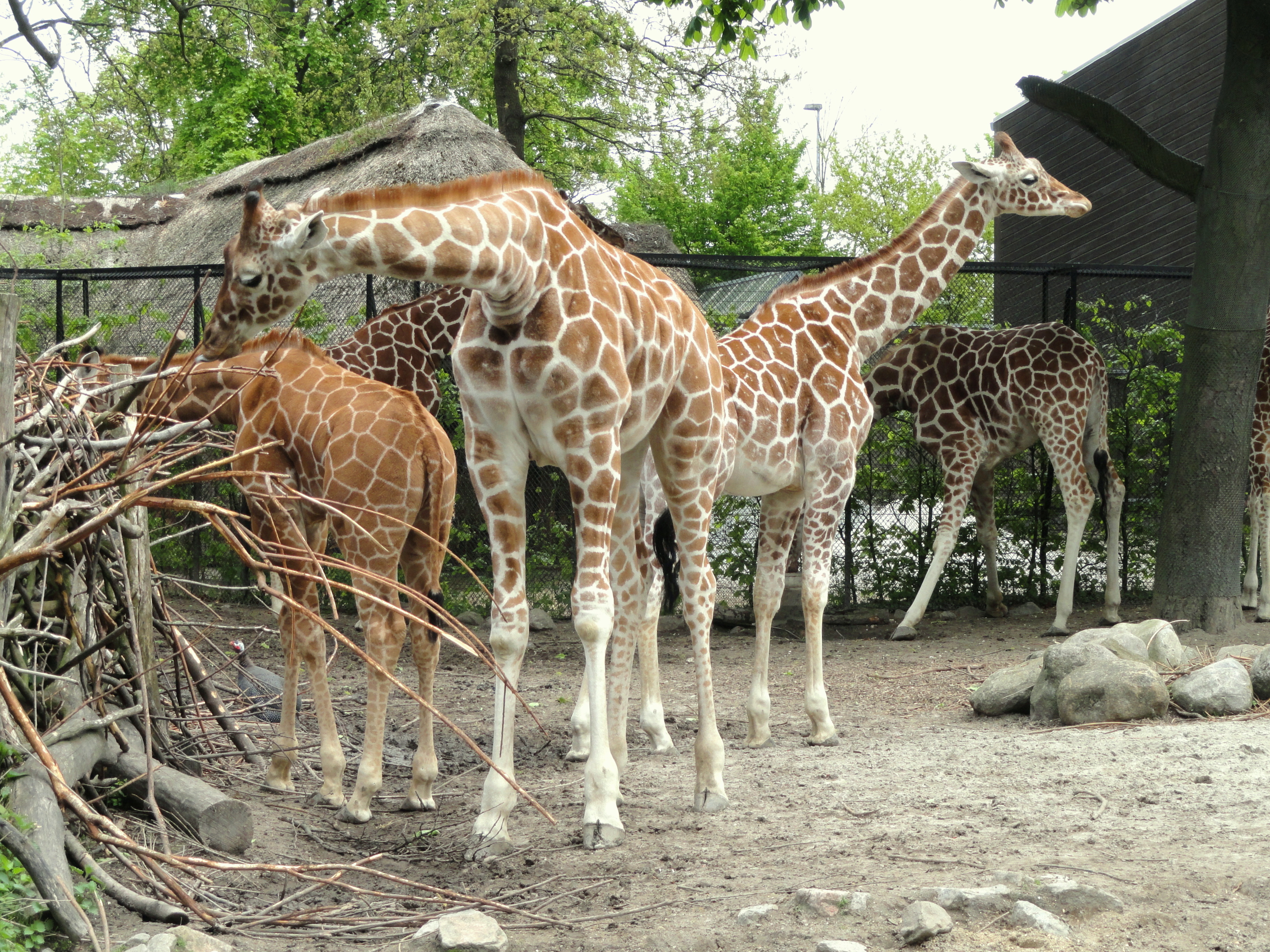 Copenhagen Zoo