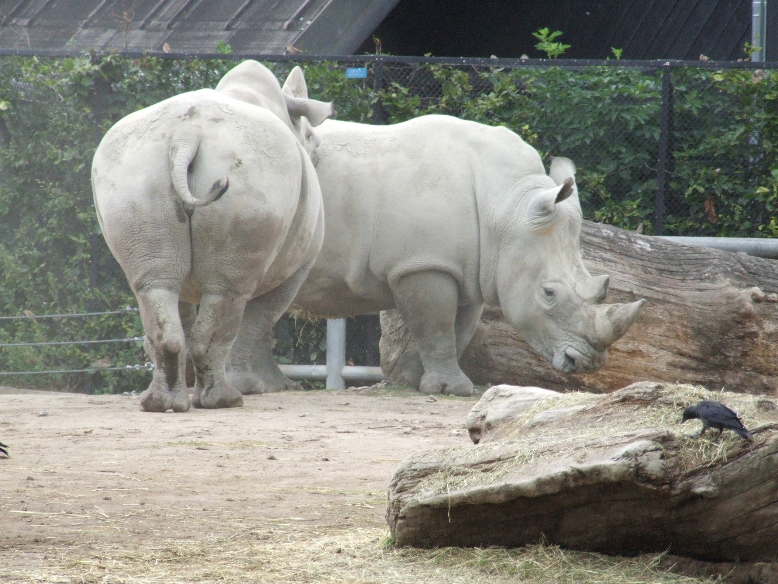 Copenhagen Zoo