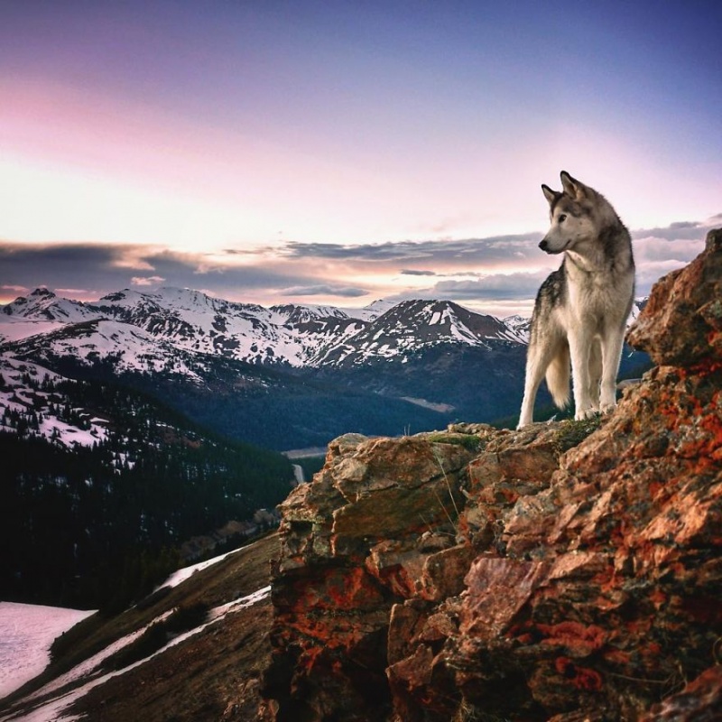 A man travels around the world with his dog 1