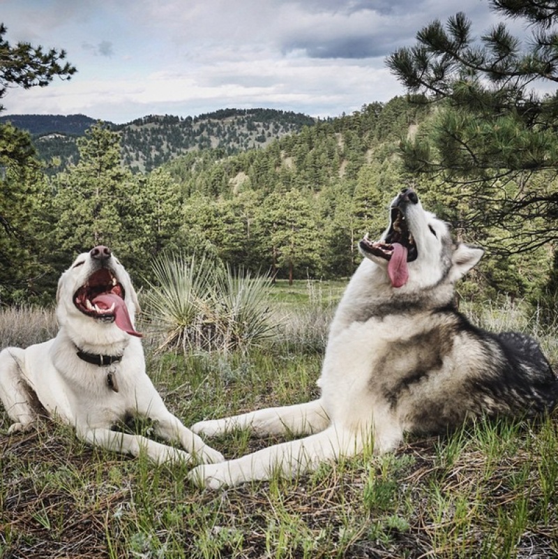 A man travels around the world with his dog 11