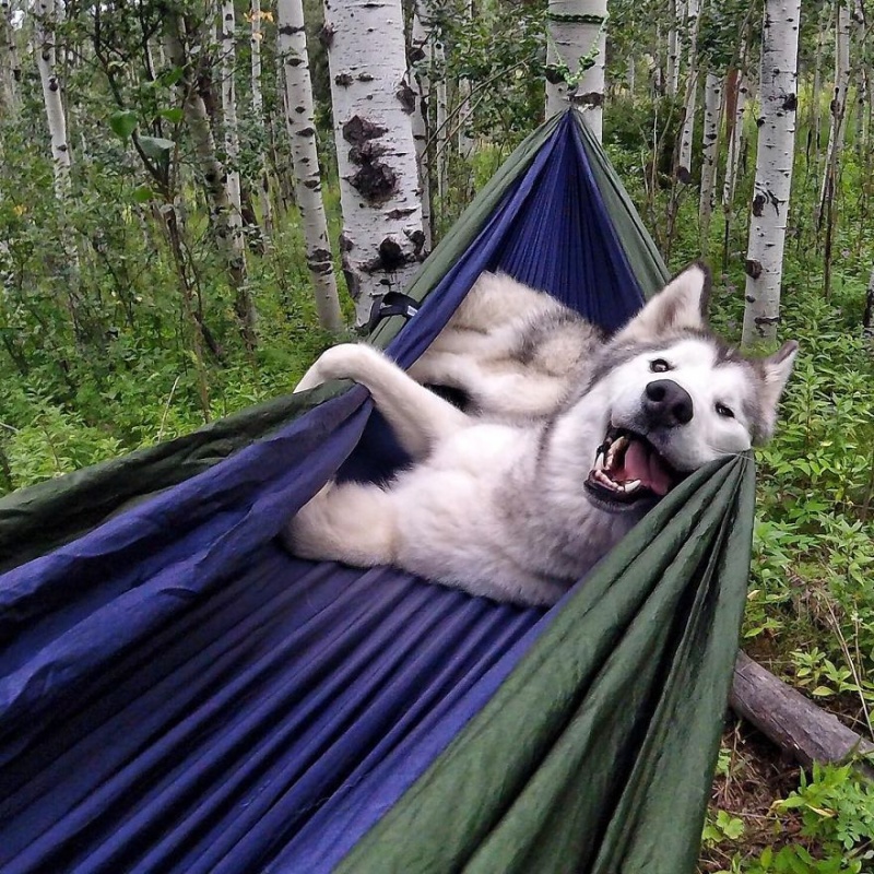 A man travels around the world with his dog 12