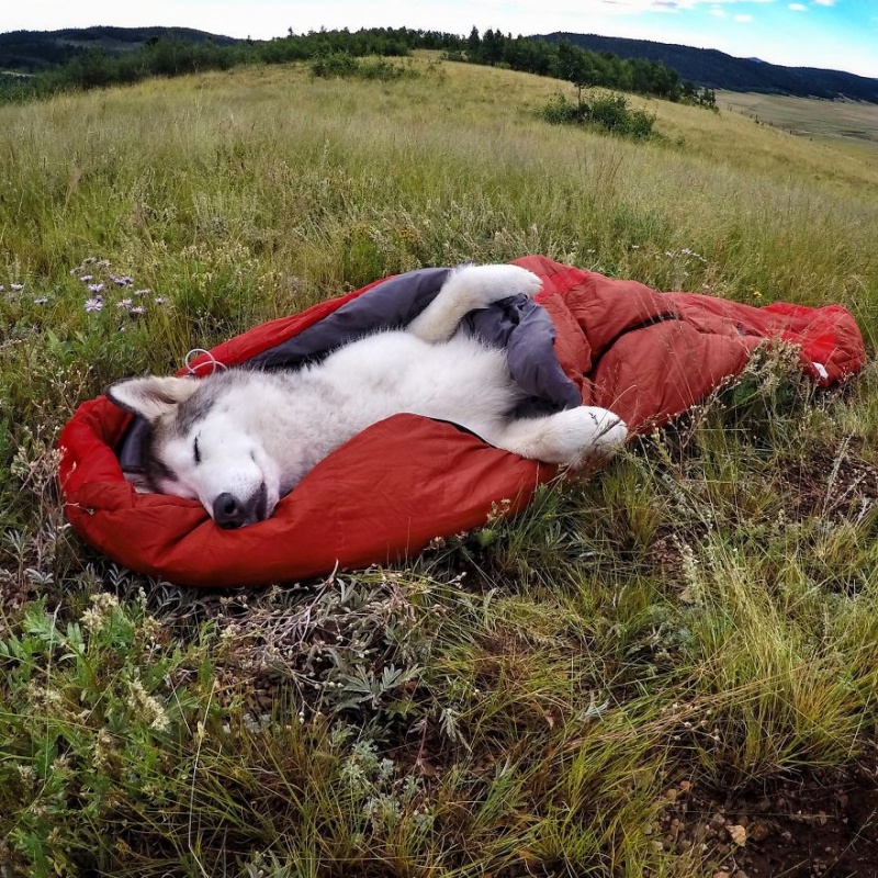 A man travels around the world with his dog 4