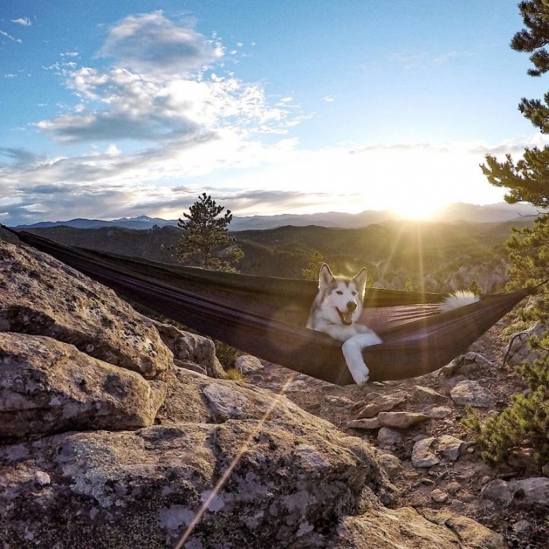 A man travels around the world with his dog 7