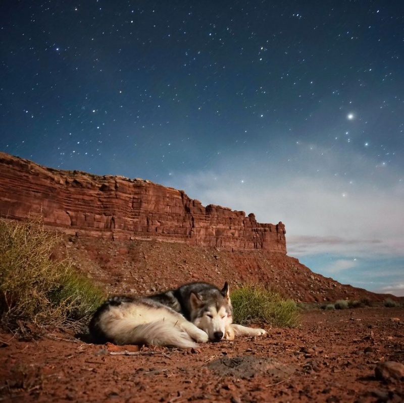 A man travels around the world with his dog 8