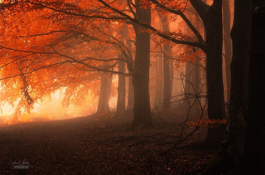 fantastic autumn forests 2