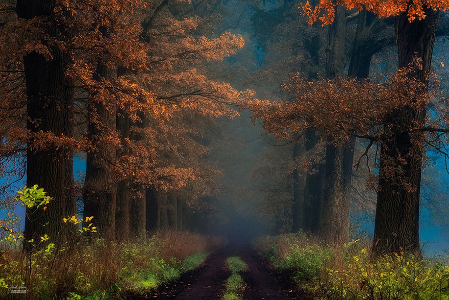 fantastic autumn forests 3