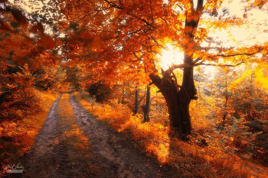 fantastic autumn forests 5