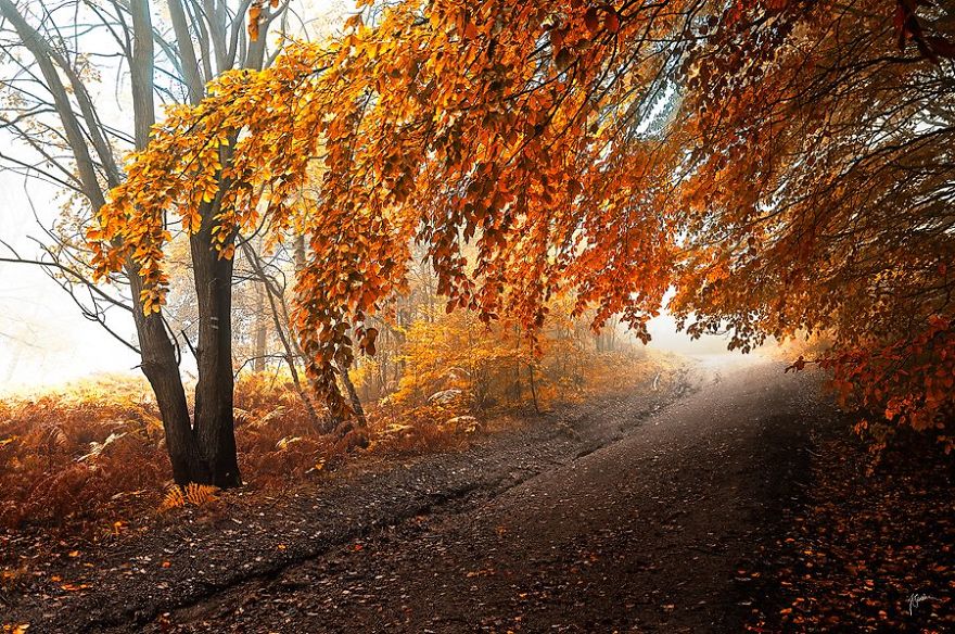 fantastic autumn forests 8
