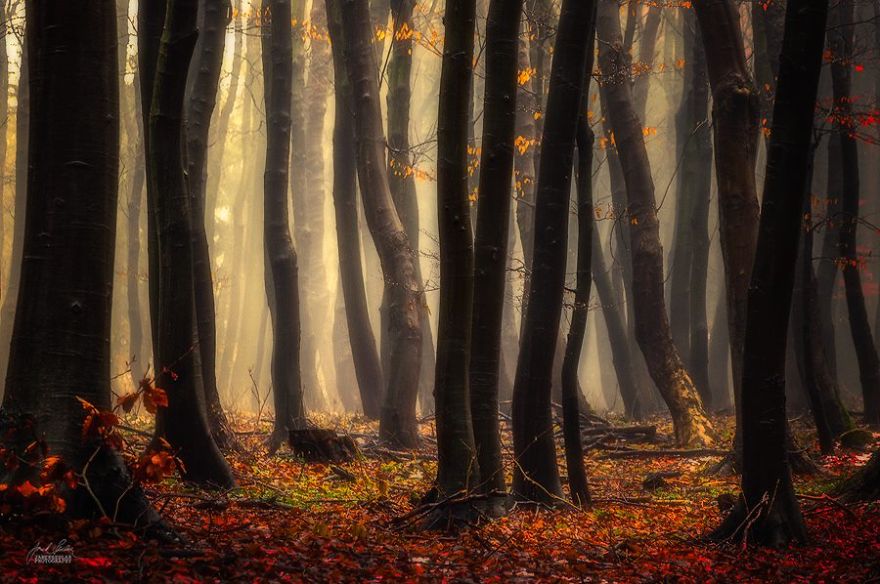 fantastic autumn forests 9