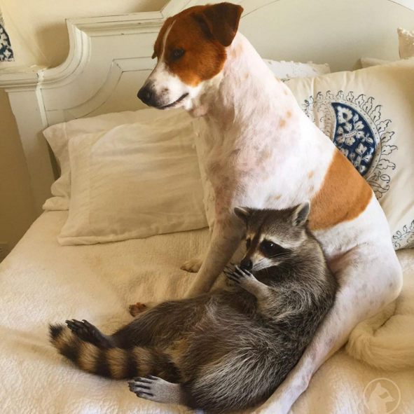 raccoon who considers himself a dog 10