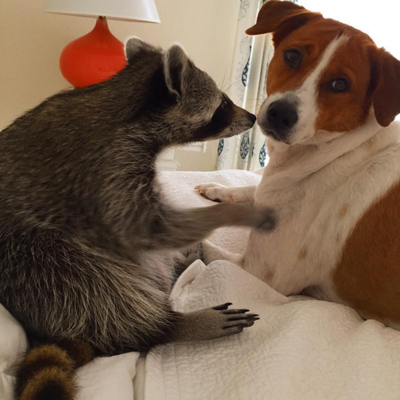 raccoon who considers himself a dog 12