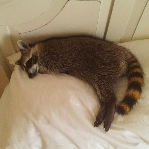 raccoon who considers himself a dog 13