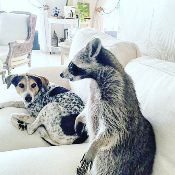 raccoon who considers himself a dog 6