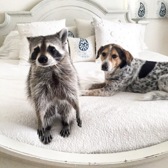 raccoon who considers himself a dog 7