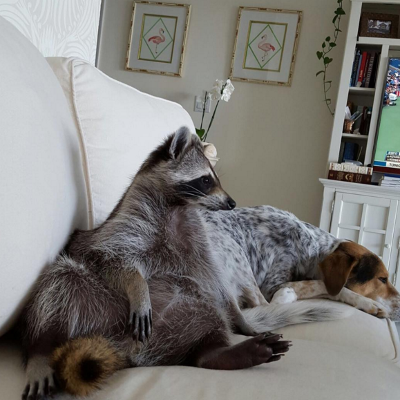 raccoon who considers himself a dog 9