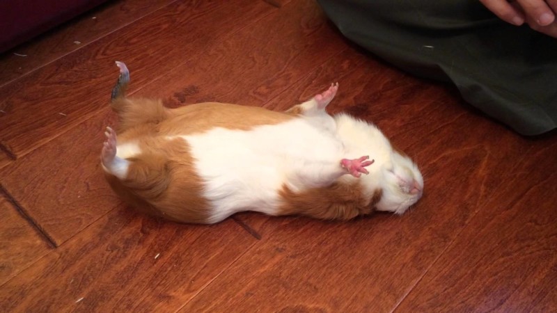 7. Guinea pig