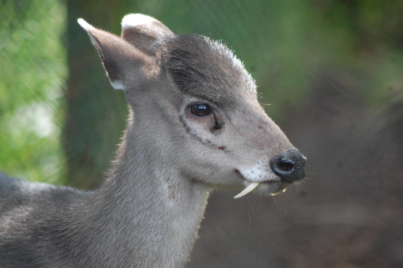 5. Tufted deer