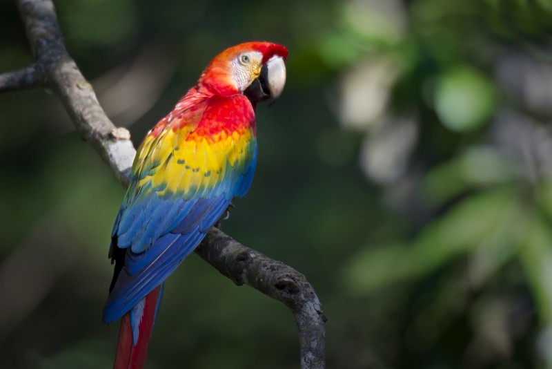 10. Scarlet macaw