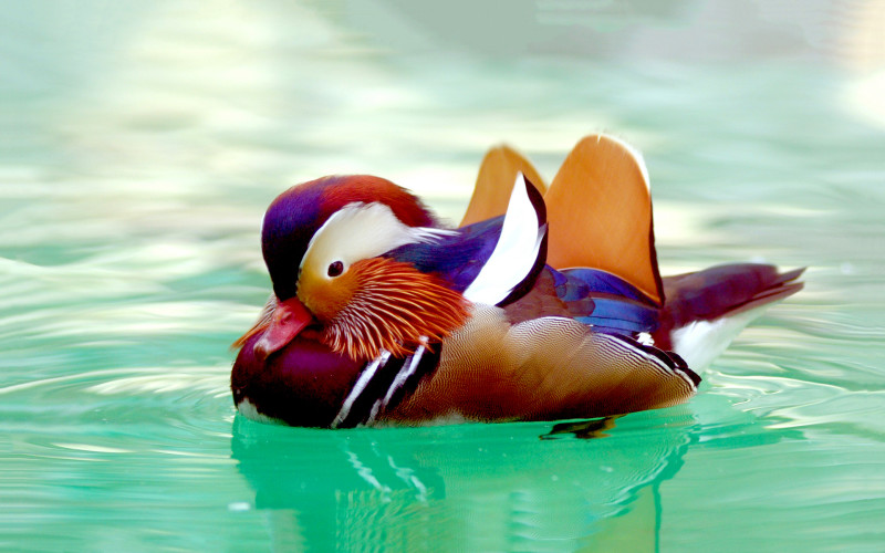 6. Mandarin duck