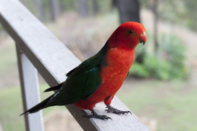 8. Australian king parrot