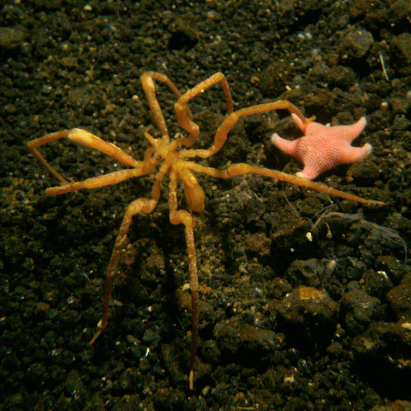 3. Sea spider